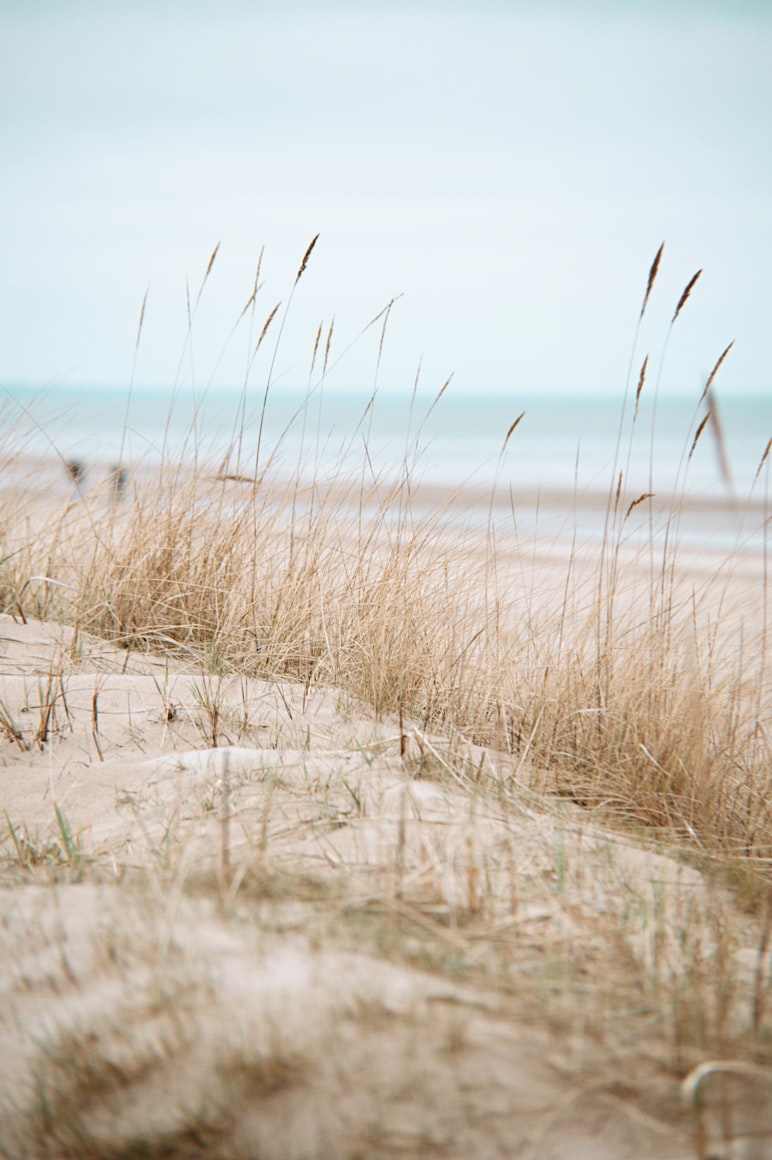 Jūrmala beach with wide white sand, calm Baltic Sea and pine forest in the background